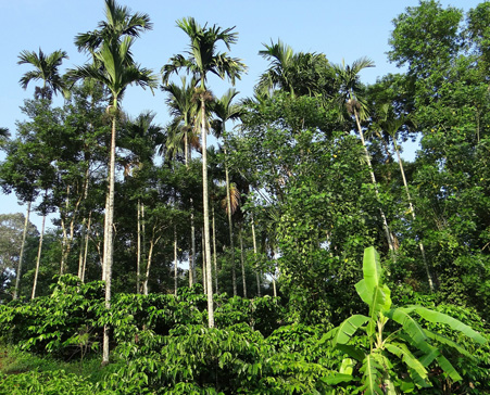coorg-trees